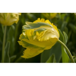 Tulp Golden Glasnost - pakket van 5 stuks - Tulipa Golden Glasnost