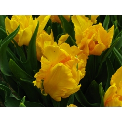 Тюльпан Golden Glasnost - пакет из 5 штук - Tulipa Golden Glasnost