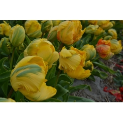 Тюльпан Golden Glasnost - пакет из 5 штук - Tulipa Golden Glasnost