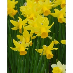 Narcissus Jonquilla Sweetness - 5 цибулин