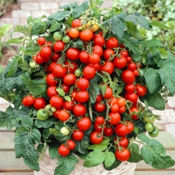 Tomato "Mascot" - cocktail, low-growing variety - PELLETED SEEDS - 100 seeds