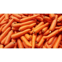 Carrot "Flakkese 2" - late variety - PELLETED SEEDS - 400 seeds