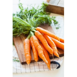 Carrot "Flakkese 2" - late variety - PELLETED SEEDS - 400 seeds