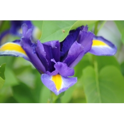 Irissläktet (Iris × hollandica) - Purple Sensation - paket med 10 stycken