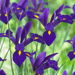 Vilkdalgis (Iris × hollandica) - Purple Sensation - pakuotėje yra 10 vnt