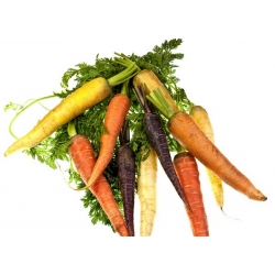 Korenček - mešanica večbarvne sorte - prevlečeno seme - 400 semen - Daucus carota - semena