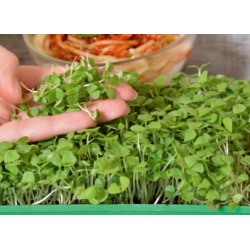 Microgreens - Green basil   - daun muda dengan rasa luar biasa - biji 1950 - Ocimum basilicum 