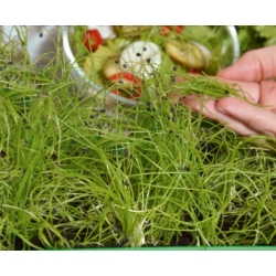 Microgreens - پیاز زمستانی - برگ های جوان با طعم استثنایی - Allium fistulosum  - دانه