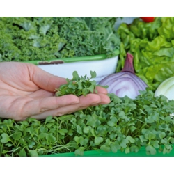 Microgreens - Green kale - daun muda dengan rasa luar biasa - 900 biji - 