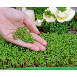 Microgreens - záhradná žerucha - mladé listy s výnimočnou chuťou - 1800 semien - Lepidium sativum - semená