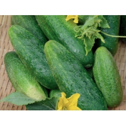 Cucumber "Partner F1" - for cultivation in greenhouses, tunnels and in the field - COATED SEEDS - 50 seeds