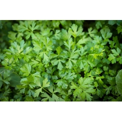 Petržlenový list - odrodový mix - COEDED SEEDS - 300 semien - Petroselinum crispum  - semená