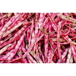 BIO - Bicolour kacang Perancis "Borlotto lidah api 3" - benih organik yang disahkan - 30 biji - Phaseolus vulgaris L.