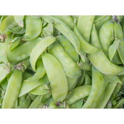 BIO - Field sugar snap pea "Norli" - semillas orgánicas certificadas - 