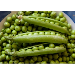 BIO - Field pea "Progress 9" - certified organic seeds
