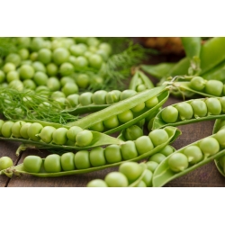 BIO - Ladang kacang "Kemajuan 9" - benih organik yang disahkan - 