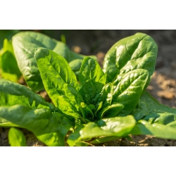 BIO - Ispanak "Winterreuzen" - Sertifikalı organik tohumlar - 800 tohum - Spinacia oleracea L.