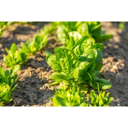БІО - шпинат "Winterreuzen" - сертифіковане органічне насіння - 800 насінин - Spinacia oleracea L.