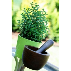 Domov Vrt - origano - za gojenje v zaprtih prostorih in balkonih - Origanum vulgare - semena