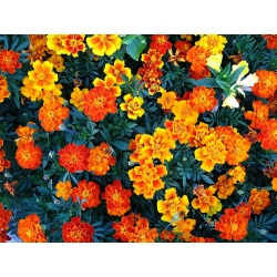Marigold Perancis - campuran pelbagai bunga tunggal - 350 biji - Tagetes patula nana  - benih