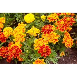 French marigold - single-flower variety mix - 350 seeds