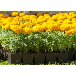 Mexican marigold - scentless variety mix - 300 seeds