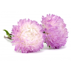 White-pink peony aster - 500 biji - Callistephus chinensis - benih