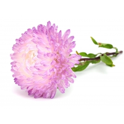 White-pink peony aster - 500 seeds