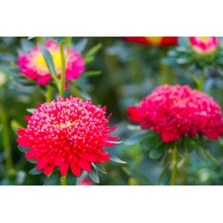 Áster vermelho-florido de pompom - 500 sementes - Callistephus chinensis