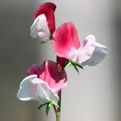 Ervilha de cheiro - Pink Cupid - 36 sementes - Lathyrus odoratus