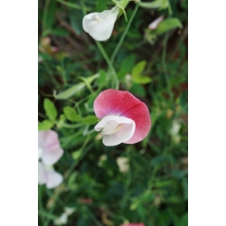 Sweet pea "Pink Cupid" - 36 seeds