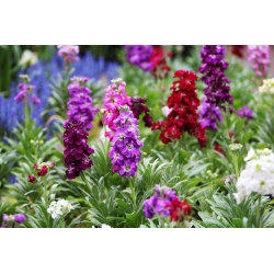 Hoary stock "Excelsior" - variety mix - 300 seeds
