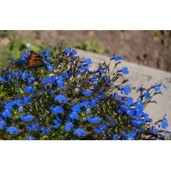 Синя овална лобелия; градина лобелия, изоставаща лобелия - 6400 семена - Lobelia erinus