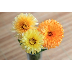 Dwarf pot marigold - 240 sėklų - Calendula officinalis - sėklos
