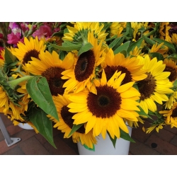 Ornamental sunflower "Amor" - medium tall variety
