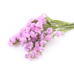Pink statice; sea lavender, notch leaf marsh rosemary, sea pink, wavyleaf sea lavender - 105 seeds