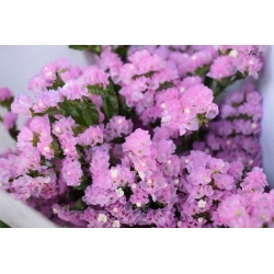 Statică roz; lavanda de mare, frunze de frunze de mlaștină rozmarin, roz mare, lavandă de mare wavyleaf - 105 semințe - 