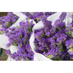 Purple statice, sea lavender, notch leaf marsh rosemary, sea pink, wavyleaf sea lavender - 105 seeds