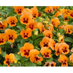 حديقة زهرية كبيرة وطي "Orange mit Auge" - برتقالي مع نقطة سوداء - 240 بذرة - Viola x wittrockiana  - ابذرة