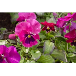 Large-flowered garden pansy  - carmine-pink with a dot - 400 seeds
