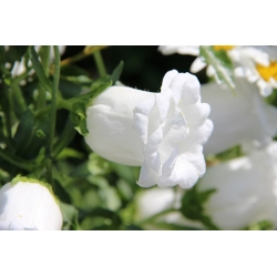 פעמוני קנטרברי - מגוון פרחים כפול; פעמון - 400 זרעים - Campanula medium