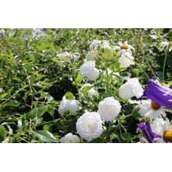 Canterbury bells - double-flower variety; bell flower - 400 seeds