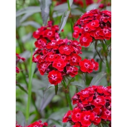 Scarlet Sweet William "Kecantikan Scarlet" - 450 biji - Dianthus barbatus - benih