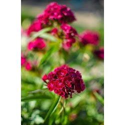 ويليام سكارليت الحلو "القرمزي الجمال" - 450 البذور - Dianthus barbatus - ابذرة