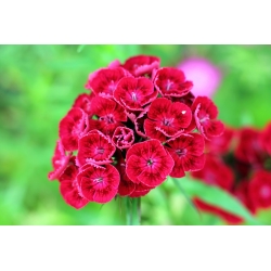 Гвоздика турецкая - Scarlet Beauty - 450 семена - Dianthus barbatus