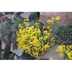 Aurinia saxatilis - 500 semillas - Alyssum saxatile
