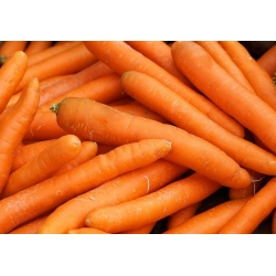 Carrot "Amsterdam" - early variety - SEED TAPE