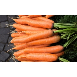 Морква "Нант 3" - середньорані сорти - СЕМІНСЬКА ЛЕНТКА - Daucus carota ssp. sativus  - насіння
