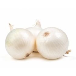 Onion "Agostana" - white, medium early variety - 1250 seeds