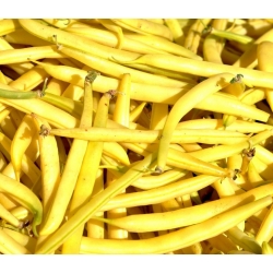 Yellow French bean "Polka - COATED SEEDS